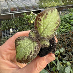 top view of Episcia Pink Panther Rooted Starter Plant live succulent from Divine Roots