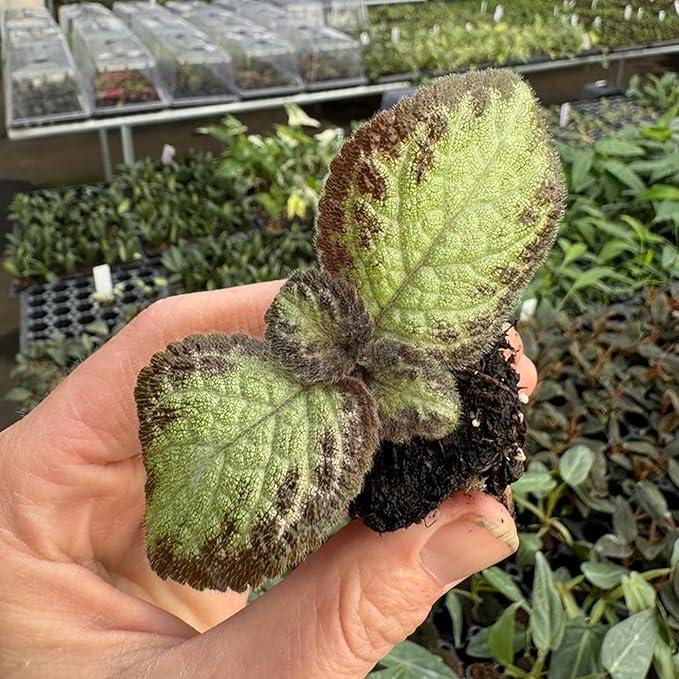 top view of Episcia Pink Panther Rooted Starter Plant live succulent from Divine Roots