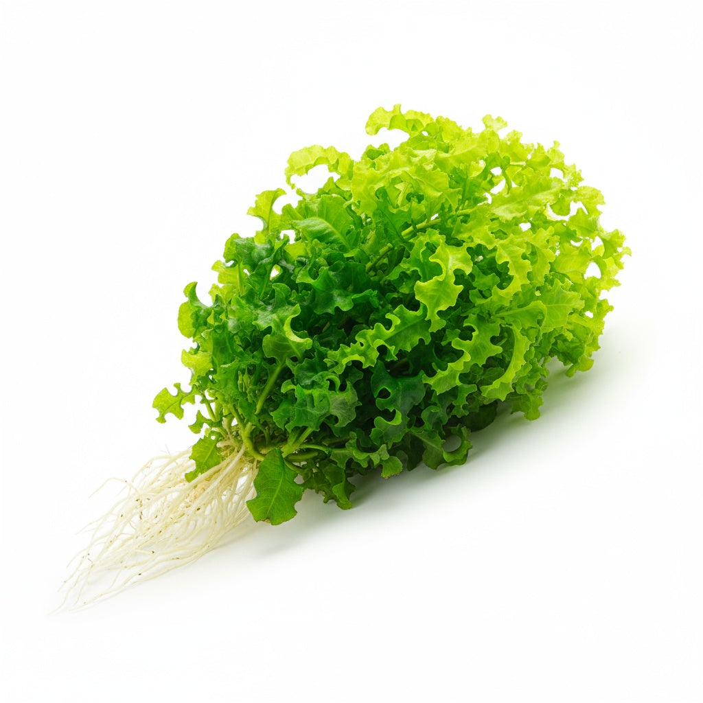 top view of Florida Ruffle “Green Hedge” (Alternanthera sp.) live houseplant from Divine Roots
