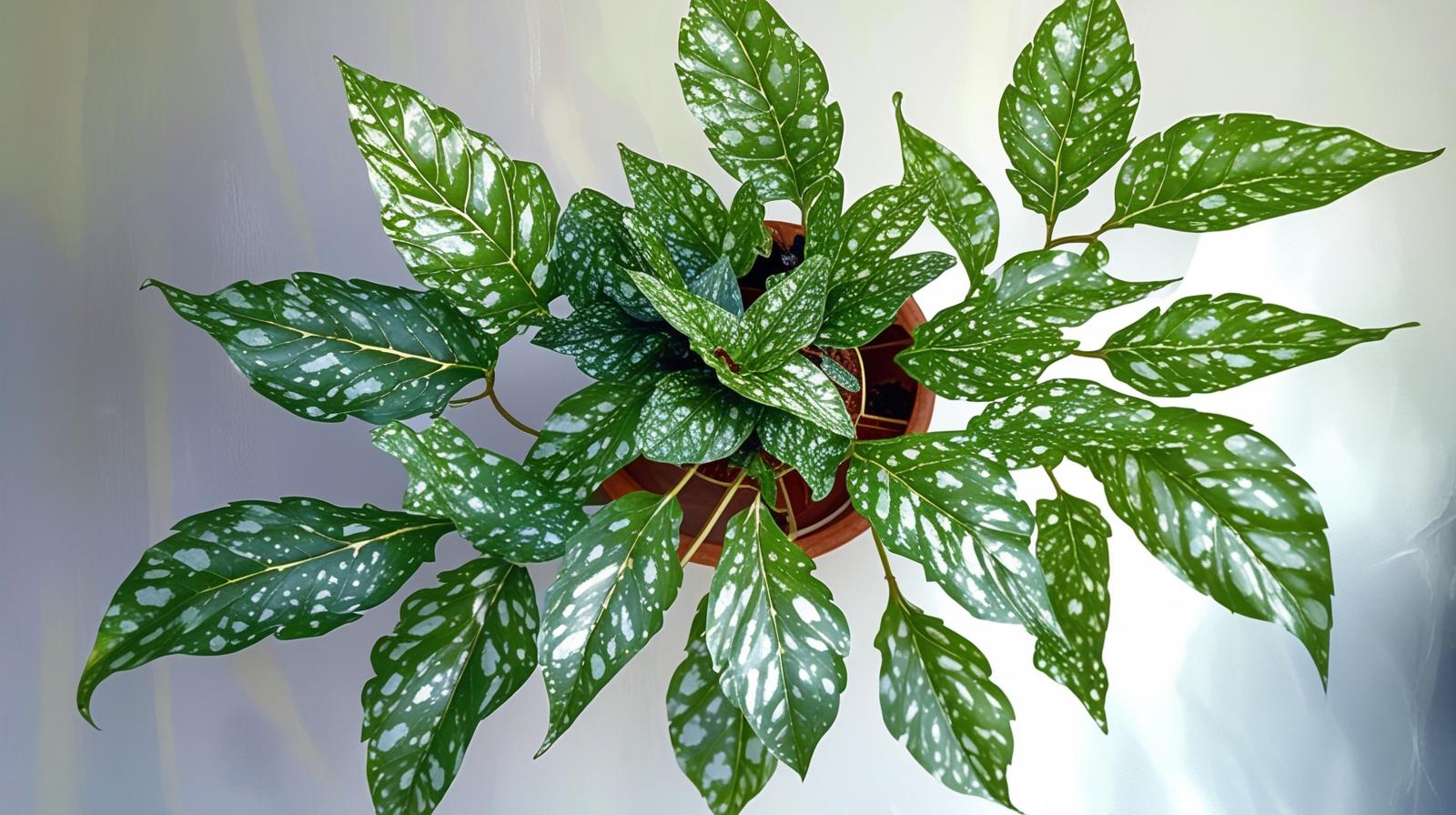 mature specimen of Angel Wing Begonia Lois Burke live Begonia from Divine Roots