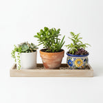 new growth on Succulents Assortment Rooted Starter Plant live succulent from Divine Roots