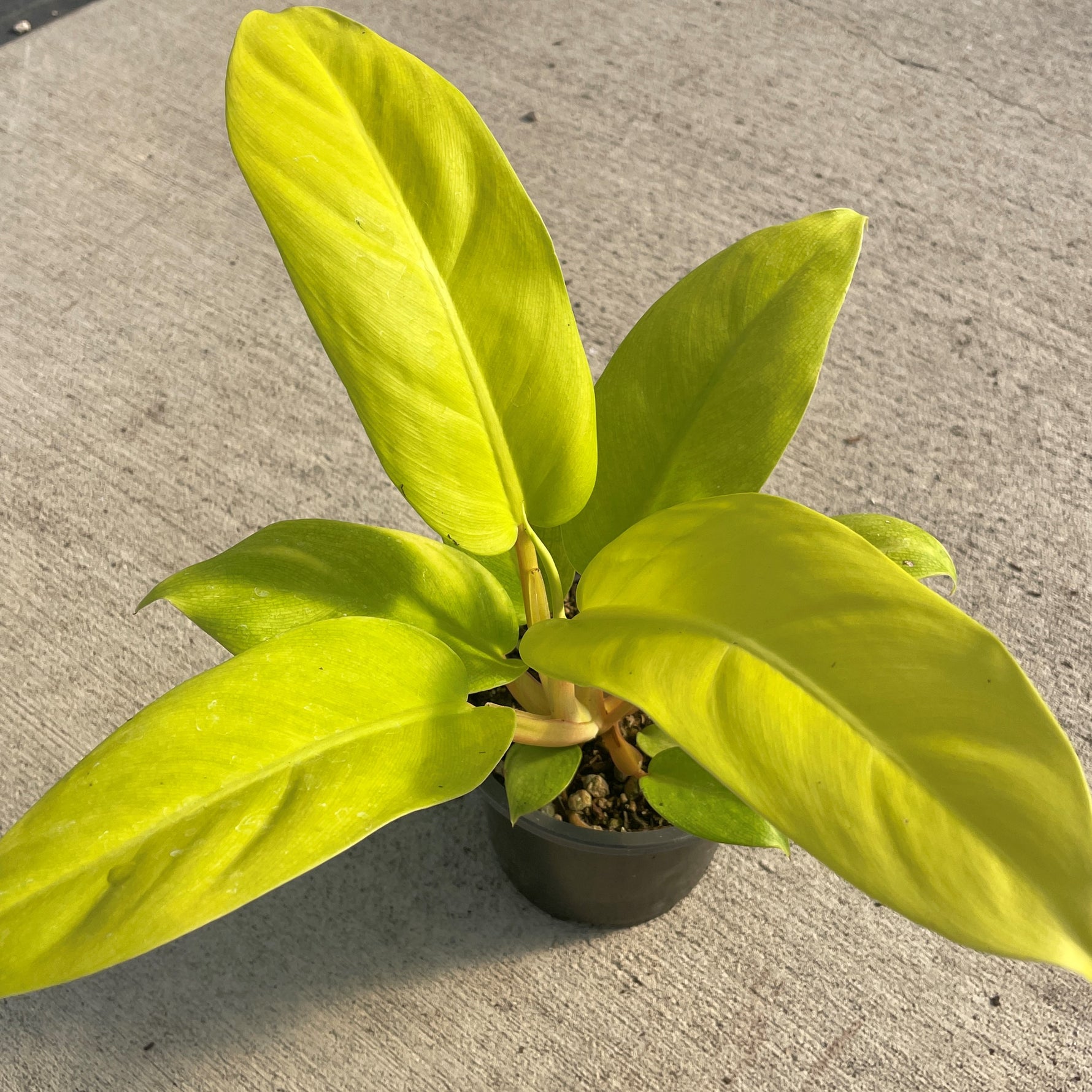 side profile of Philodendron Malay Gold Lemon Lime Rooted Starter Plant live Philodendron from Divine Roots