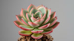 side profile of Echeveria Pink Edge Rooted Starter Plant live Echeveria from Divine Roots