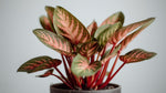 side profile of Aglaonema Queen Red Valentine Rooted Starter Plant live Aglaonema from Divine Roots