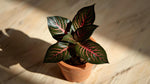 leaf detail of Aglaonema Red Vein live Aglaonema from Divine Roots