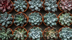 growth pattern of Echeveria Succulent Plant Pack live succulent from Divine Roots