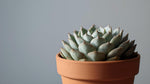 growth pattern of Sempervivum Silverine Succulent Rooted Starter Plant live succulent from Divine Roots
