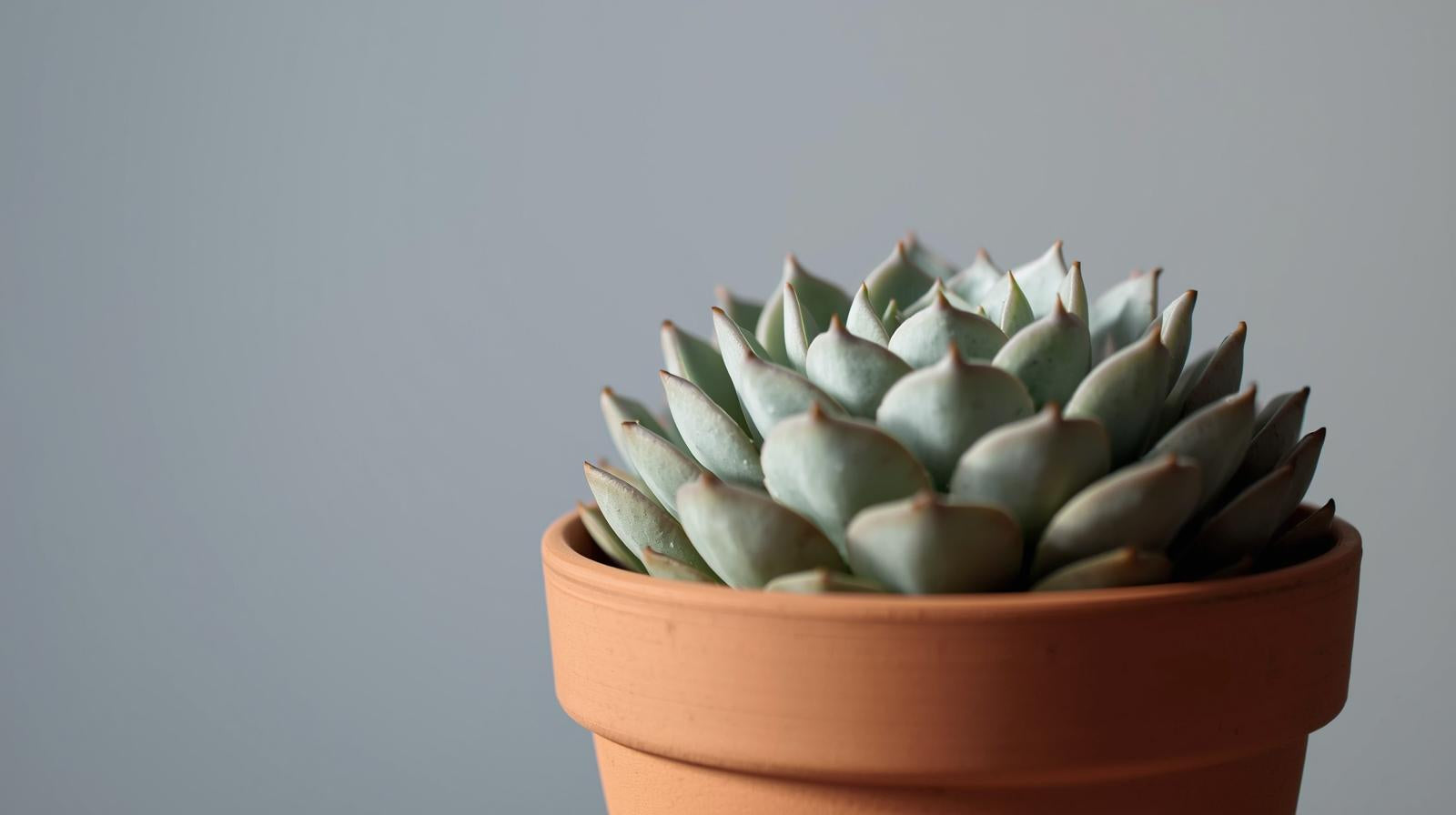 growth pattern of Sempervivum Silverine Succulent Rooted Starter Plant live succulent from Divine Roots