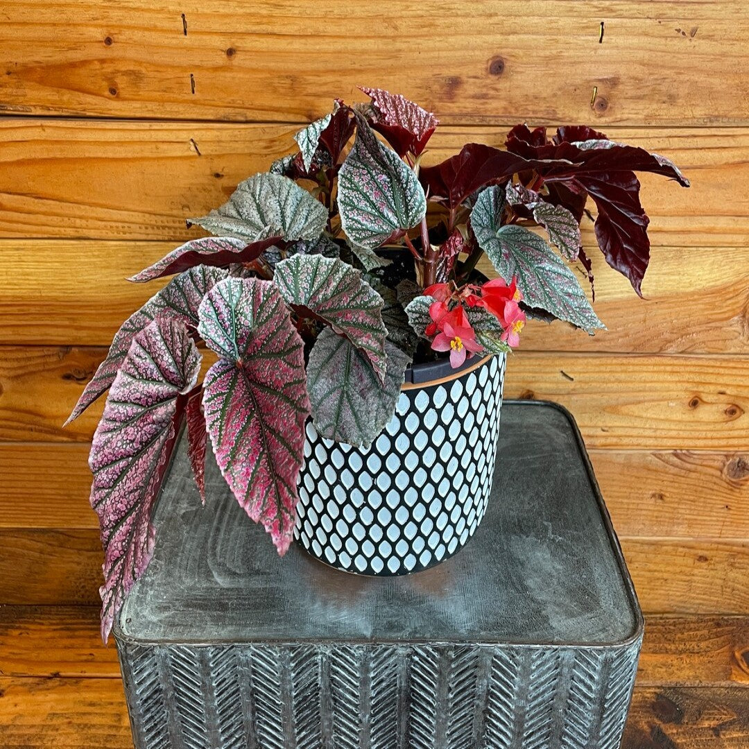 potted Angel Wing Begonia Miss Mummy Rooted Starter Plant live Begonia from Divine Roots
