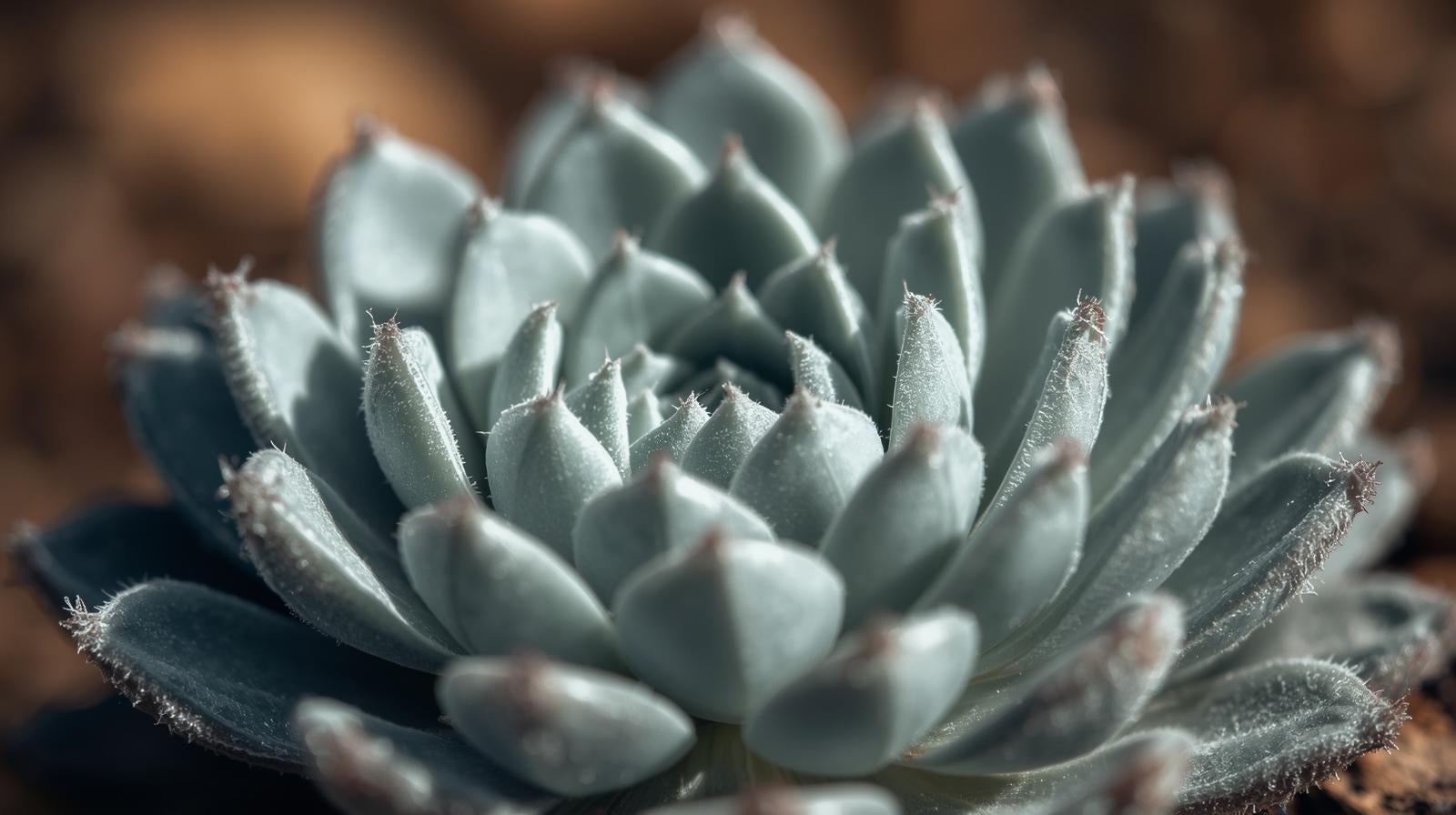 close-up detail of Sempervivum Silverine Succulent Rooted Starter Plant live succulent from Divine Roots