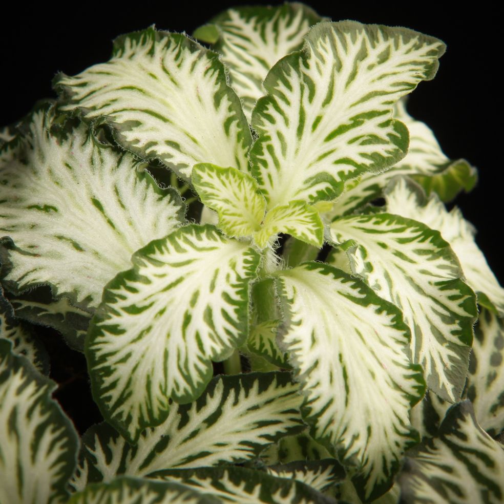 potted Fittonia White Tiger Rooted Starter Plant live houseplant from Divine Roots