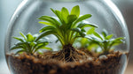 potted Combo Terrarium Rooted Starter Plant live plant bundle from Divine Roots