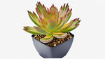 Echeveria Setosa Arrow live plant from Divine Roots — photo 9 of 11
