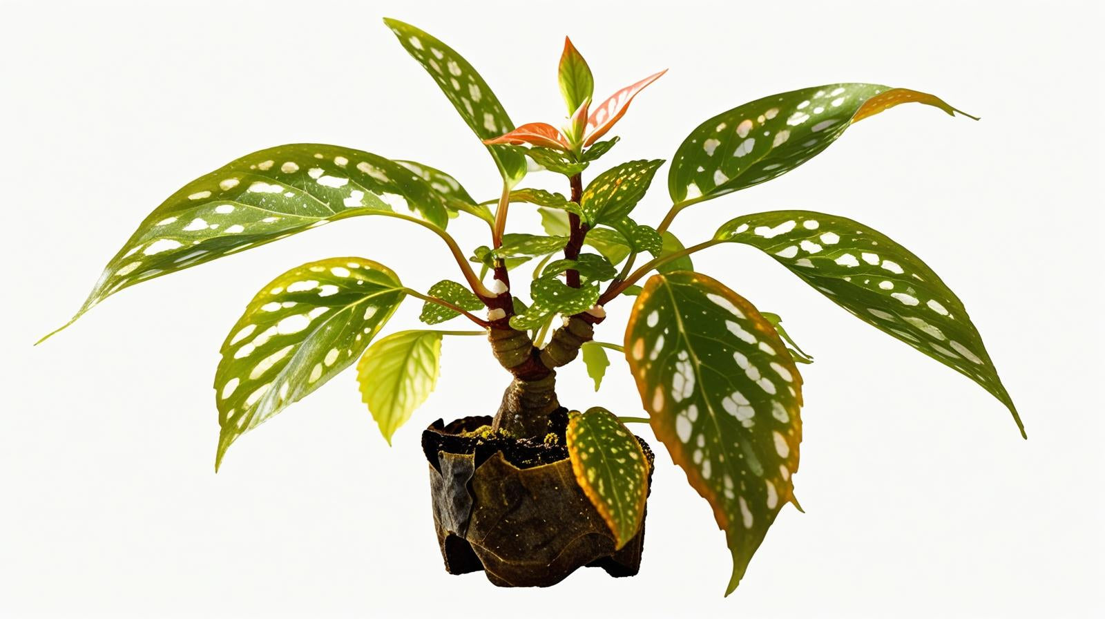 growth pattern of Angel Wing Begonia Medora Rooted Starter Plant live Begonia from Divine Roots