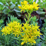 Sedum Reflexum Blue Spruce live plant from Divine Roots — photo 10 of 12