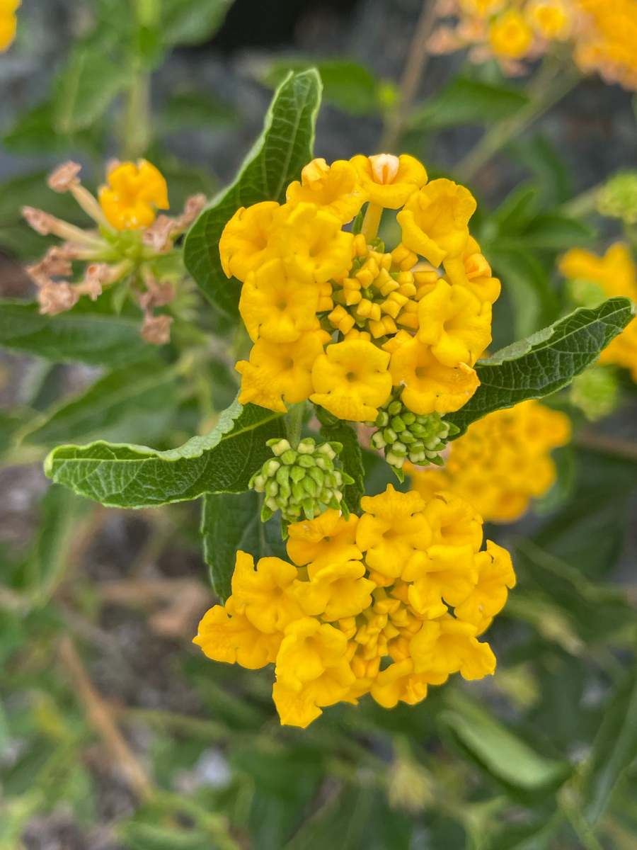 Lantana Spreading Gold
