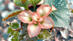 full view of Angel Wing Begonia Sophia Rooted Starter Plant live Begonia from Divine Roots