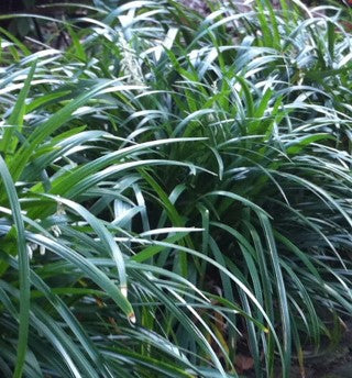 new growth on Mondo Grass (Ophiogon Japonica) live houseplant from Divine Roots