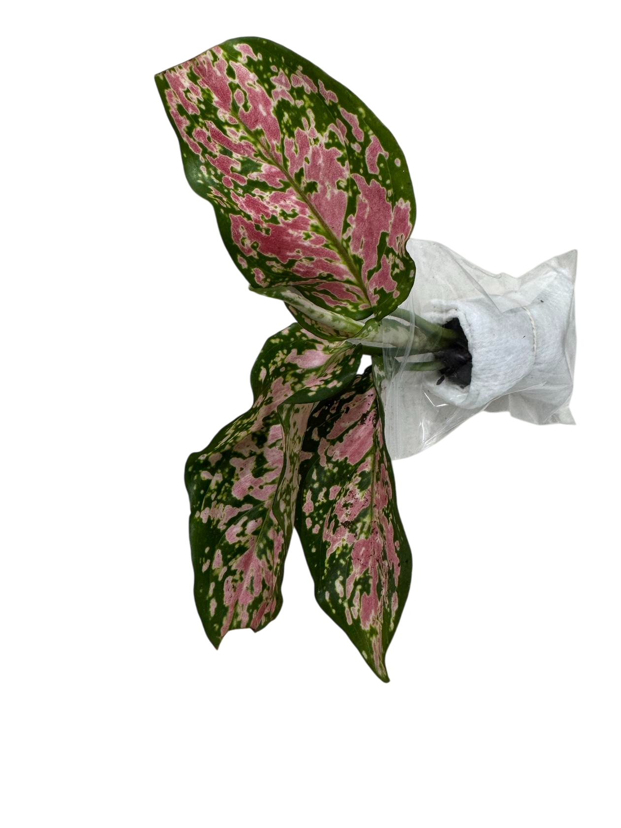 aglaonema reina Aglaonema Queen Red Valentine Rooted Starter Plant