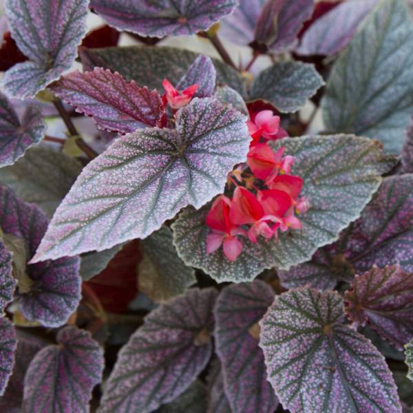 Angel Wing Begonia Miss Mummy Rooted Starter Plant live Begonia from Divine Roots