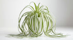 full view of Chlorophytum Spider Reverse live spider plant from Divine Roots