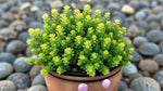 potted Sedum Acre Succulent live succulent from Divine Roots