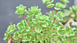 top view of Sedum Spurium John Creech live succulent from Divine Roots