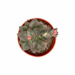 Echeveria Chroma live plant from Divine Roots — photo 3 of 11
