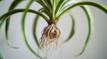 leaf detail of Chlorophytum Spider Reverse Rooted Starter Plant live spider plant from Divine Roots