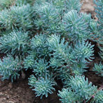 Sedum Reflexum Blue Spruce live plant from Divine Roots — photo 9 of 12