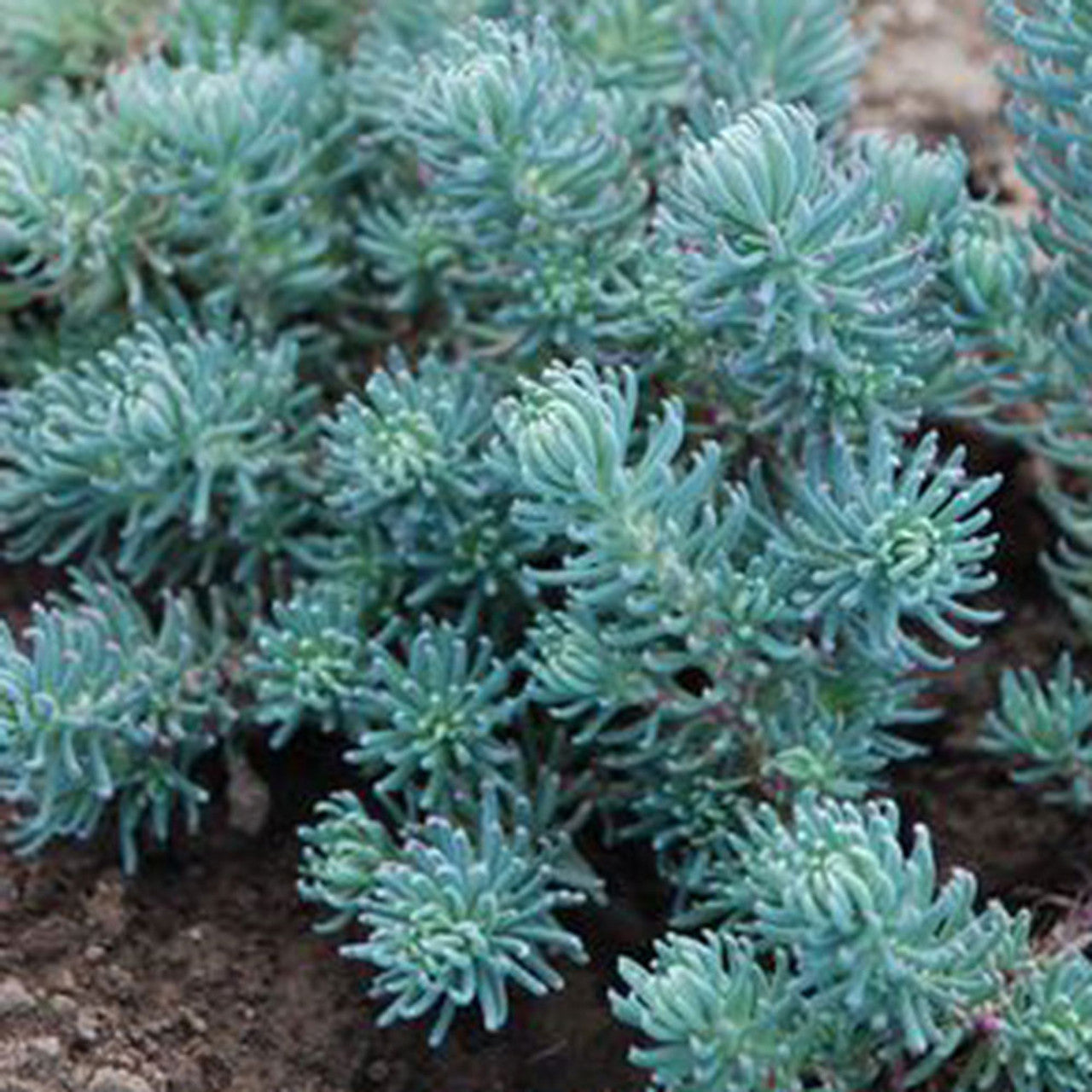 Sedum Reflexum Blue Spruce live plant from Divine Roots — photo 9 of 12