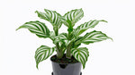 detail shot of Calathea Freddie live prayer plant from Divine Roots