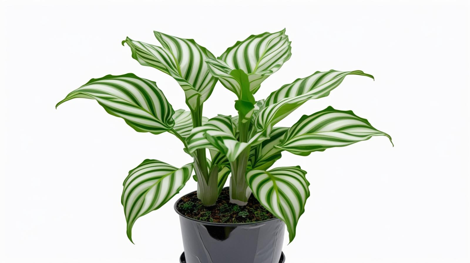 detail shot of Calathea Freddie live prayer plant from Divine Roots