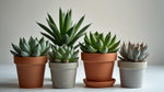 size reference for Senecio Succulent Plant Pack live succulent from Divine Roots