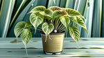 detail shot of Philodendron Micans (Rooted Starter Plant) live Philodendron from Divine Roots
