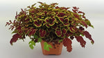 close-up detail of Coleus Inky Fingers Rooted Starter Plant live houseplant from Divine Roots