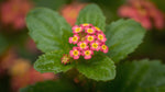 new growth on Lantana Dwarf Raspberry (Rooted Starter Plant) live houseplant from Divine Roots