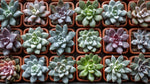 size reference for Echeveria Succulent Plant Pack live succulent from Divine Roots