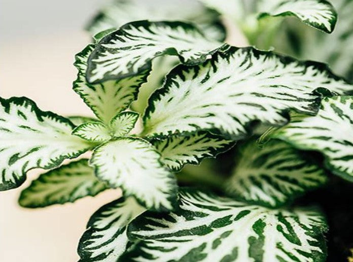 close-up detail of Fittonia Marble Queen Rooted Starter Plant live houseplant from Divine Roots