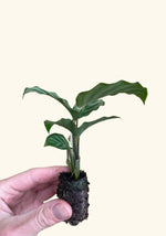 top view of Calathea Freddie Rooted Starter Plant live prayer plant from Divine Roots