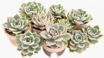 top view of Echeveria Lola Rooted Starter Plant live succulent from Divine Roots