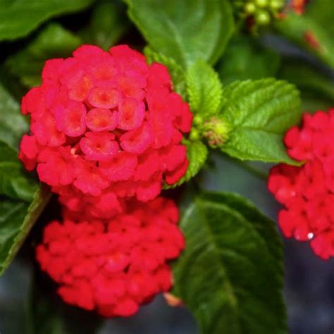 top view of Lantana Florida Red live houseplant from Divine Roots