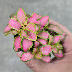 size reference for Fittonia Zalm Ruby Lime Rooted Starter Plant live houseplant from Divine Roots