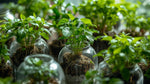 top view of Combo Terrarium Rooted Starter Plant live plant bundle from Divine Roots
