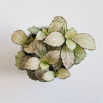 side profile of Fittonia Purple Snow Anne Rooted Starter Plant live houseplant from Divine Roots