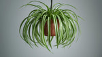 top view of Chlorophytum Spider Reverse live spider plant from Divine Roots