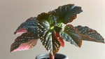 potted Angel Wing Begonia Fannie Moser Rooted Starter Plant live Begonia from Divine Roots