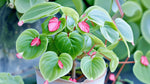 full view of Angel Wing Begonia Sunbrite Pink Rooted Starter Plant live Begonia from Divine Roots