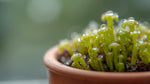 new growth on Sundew Drosera Spatulata Rooted Starter Plant live houseplant from Divine Roots