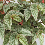 Angel Wing Begonia Frosty Rooted Starter Plant live Begonia from Divine Roots